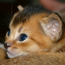 kitten